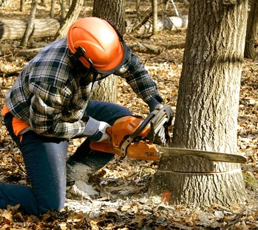Tree Removal in Blue Springs, MS